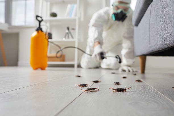 Post-Treatment Bed Bug Interceptor Monitoring in Columbus